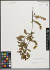 Foto von Salix phylicifolia L.